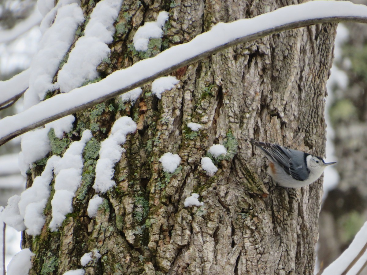 White-breasted Nuthatch - ML306748111