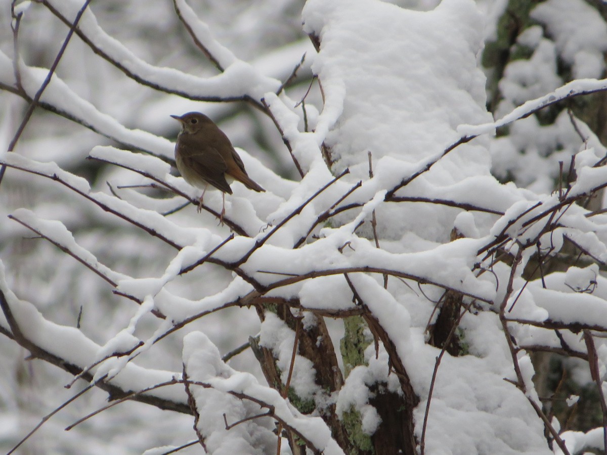 Hermit Thrush - ML306748251