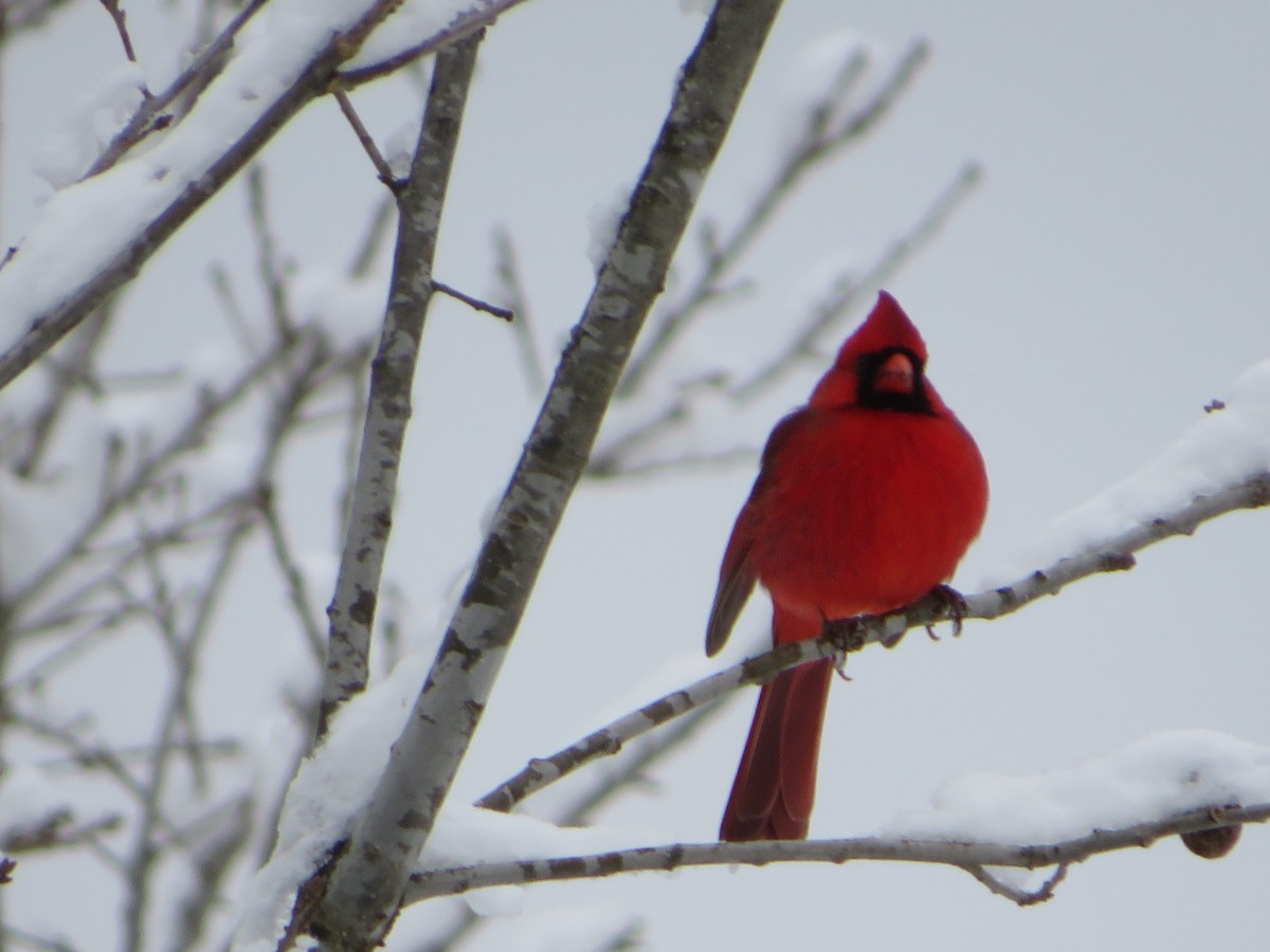 Cardinal rouge - ML306748351