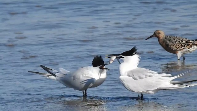 Sandwich Tern - ML306749321