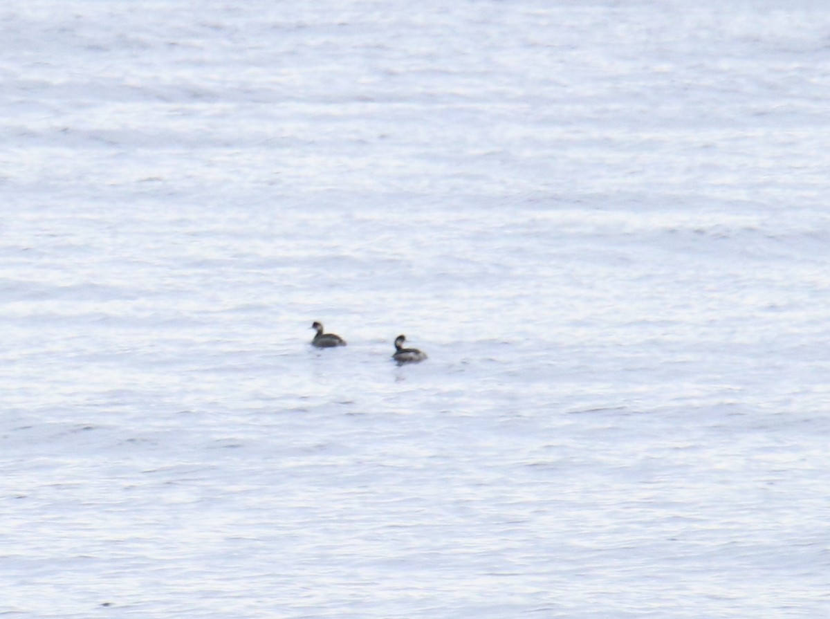 Eared Grebe - ML306754861