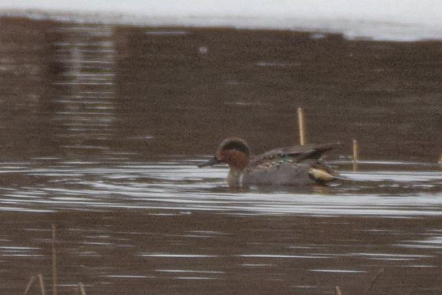 Green-winged Teal - ML306757791