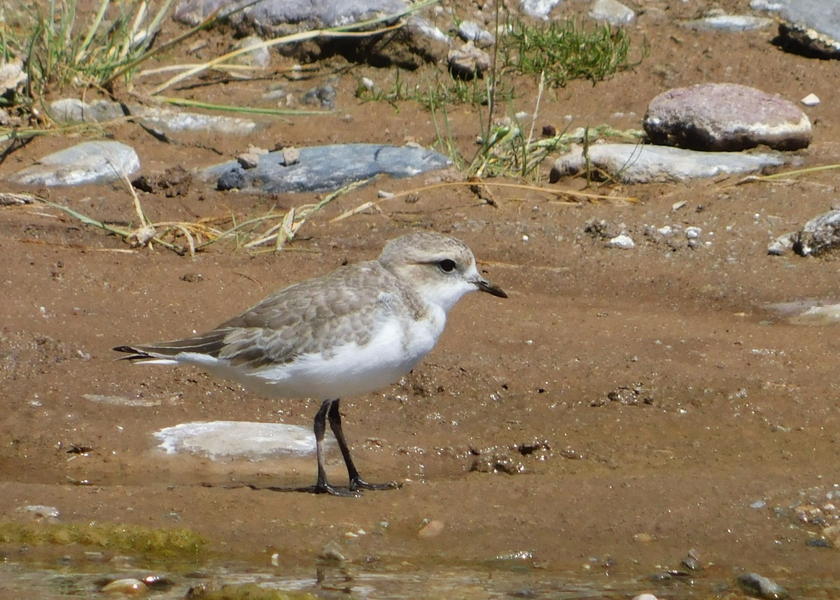 Puna Plover - ML306759621