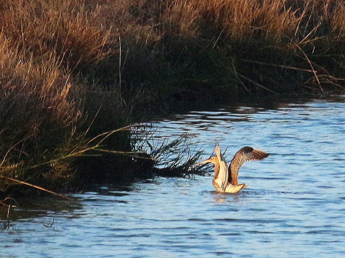 Eurasian Curlew - ML306759701