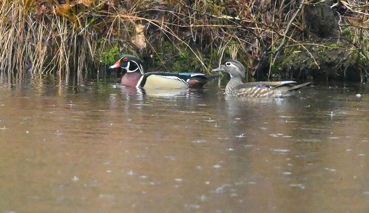 Wood Duck - ML306759791