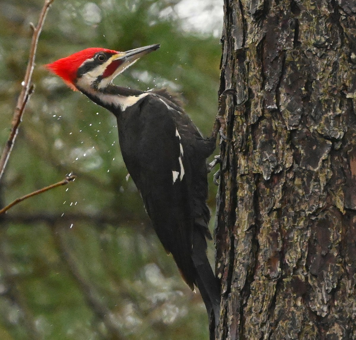 Pileated Woodpecker - ML306759961