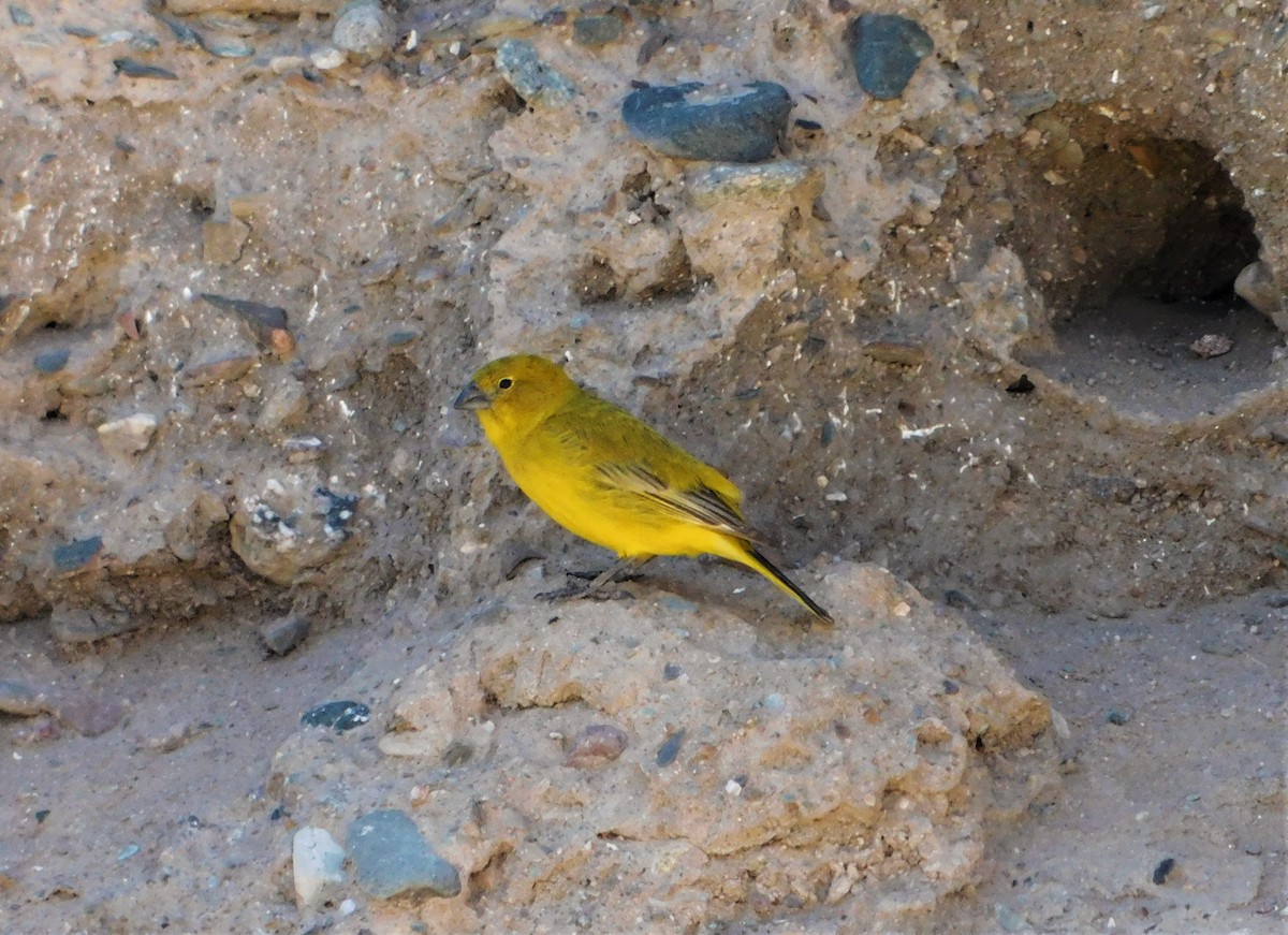 Puna Yellow-Finch - ML306760921
