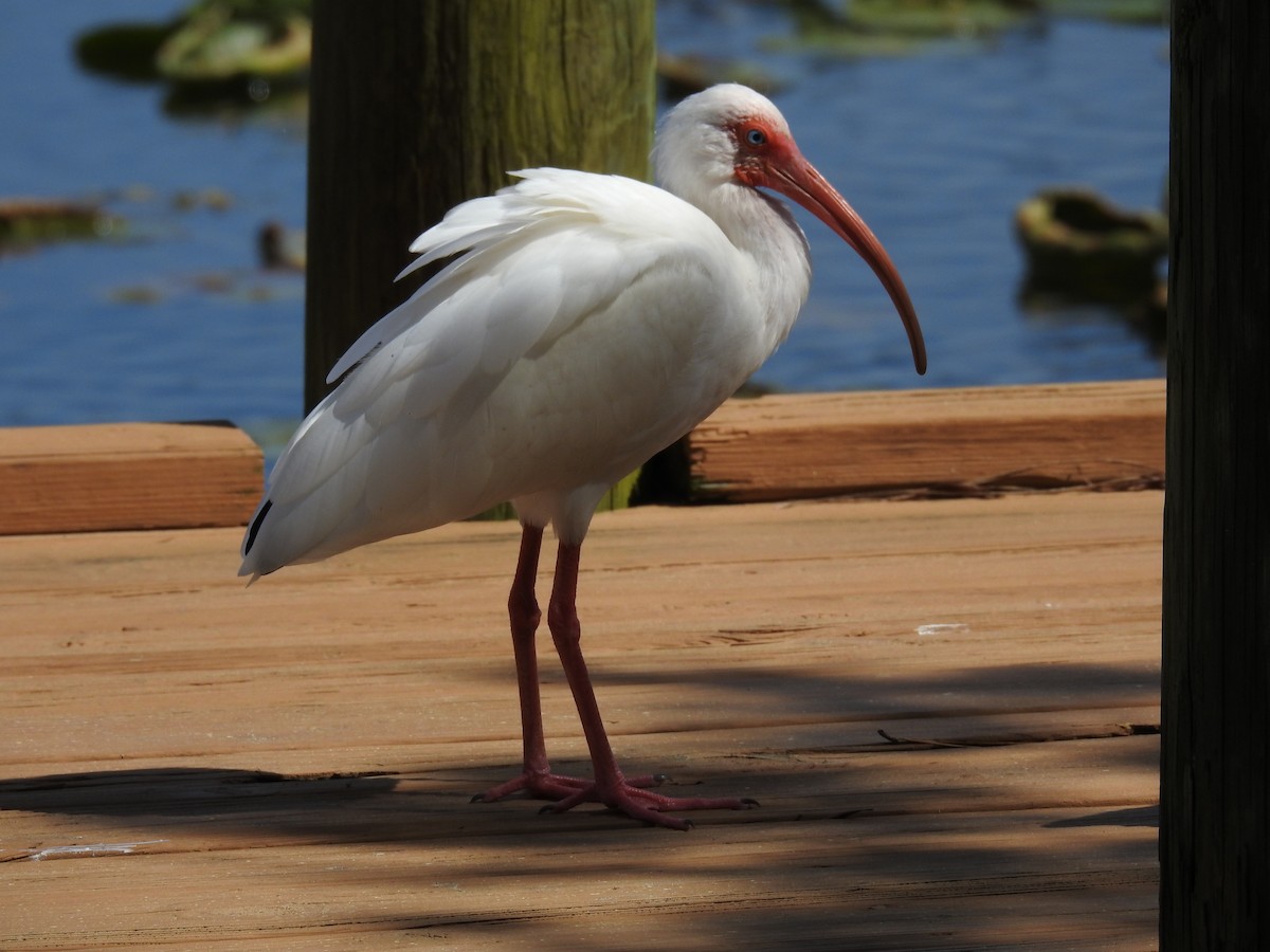 Ibis blanc - ML306761661