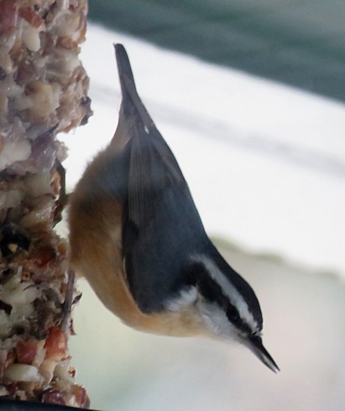 Red-breasted Nuthatch - ML306764161