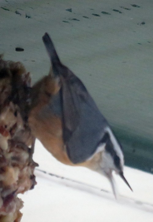 Red-breasted Nuthatch - ML306764171