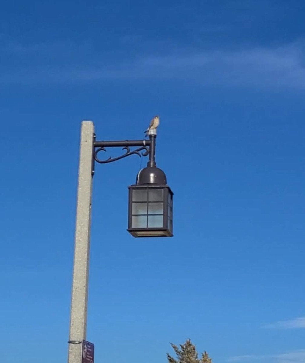 American Kestrel - ML306769021