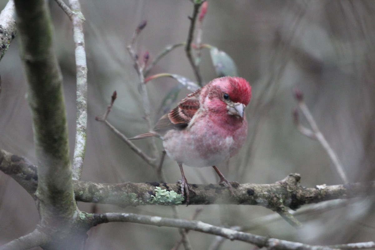 Purple Finch - ML306769491