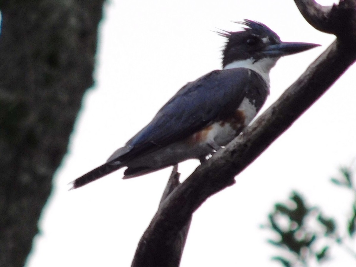 Belted Kingfisher - ML30676971