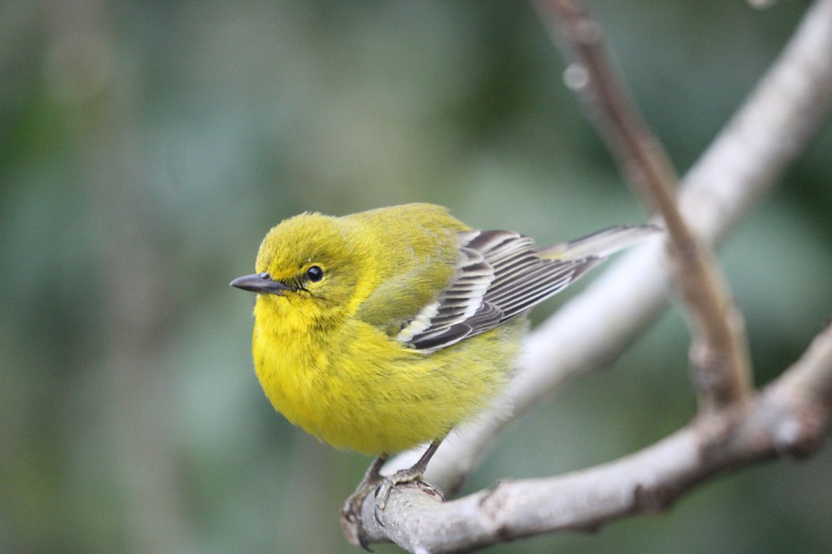 Pine Warbler - ML306769991