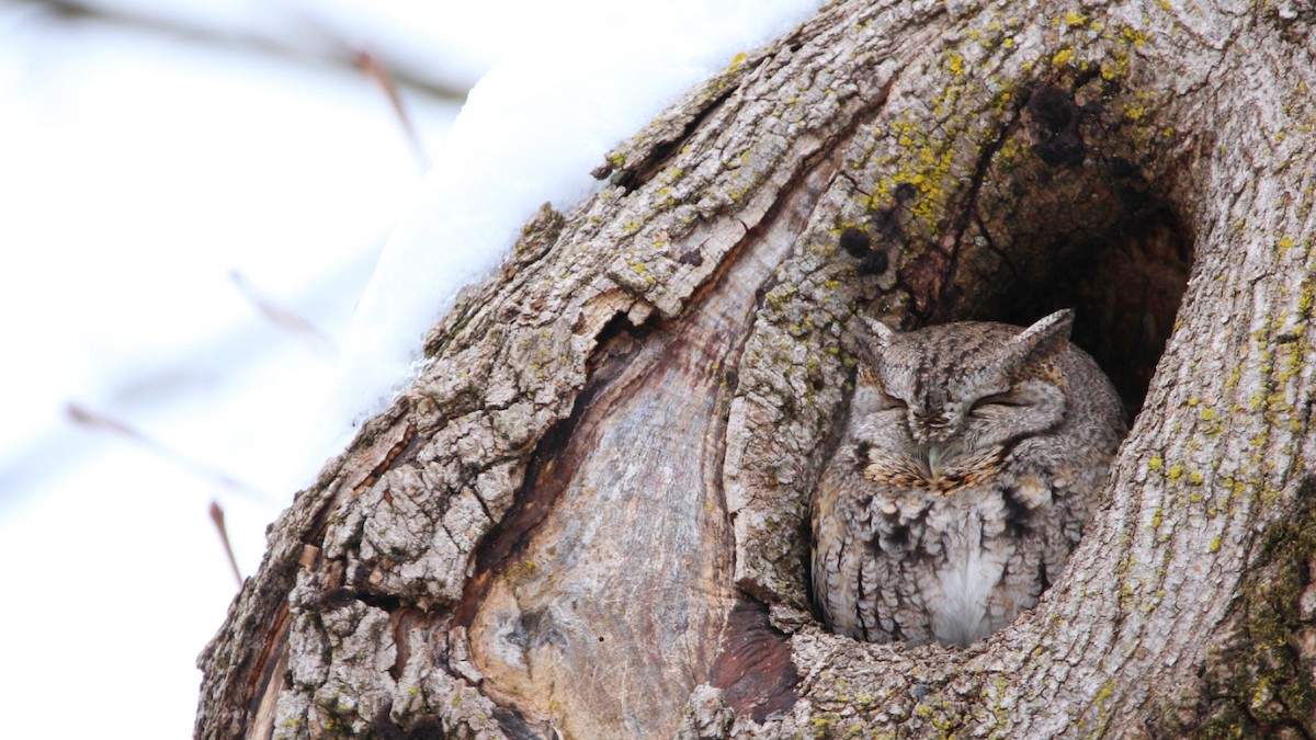 Eastern Screech-Owl - ML306770121