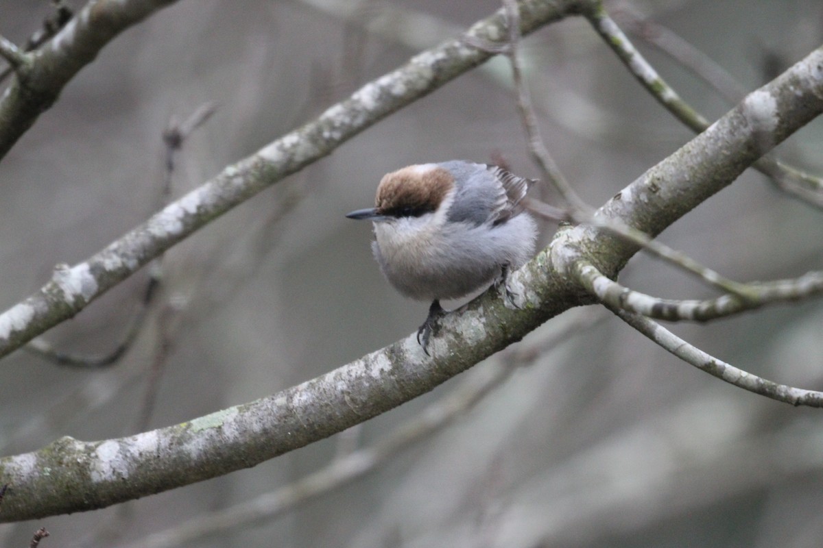 Brown-headed Nuthatch - ML306770391