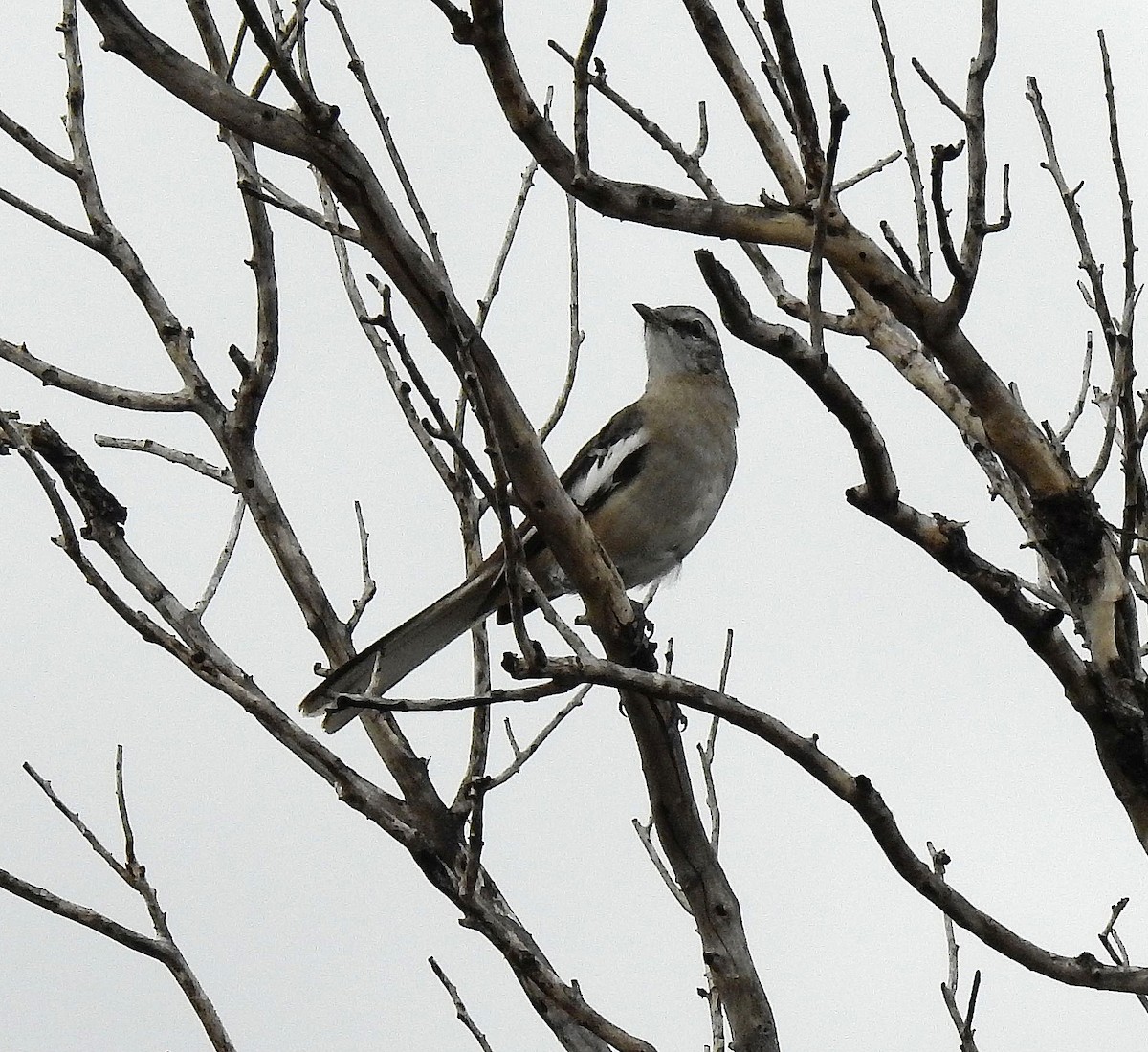 White-banded Mockingbird - Hugo Valderrey