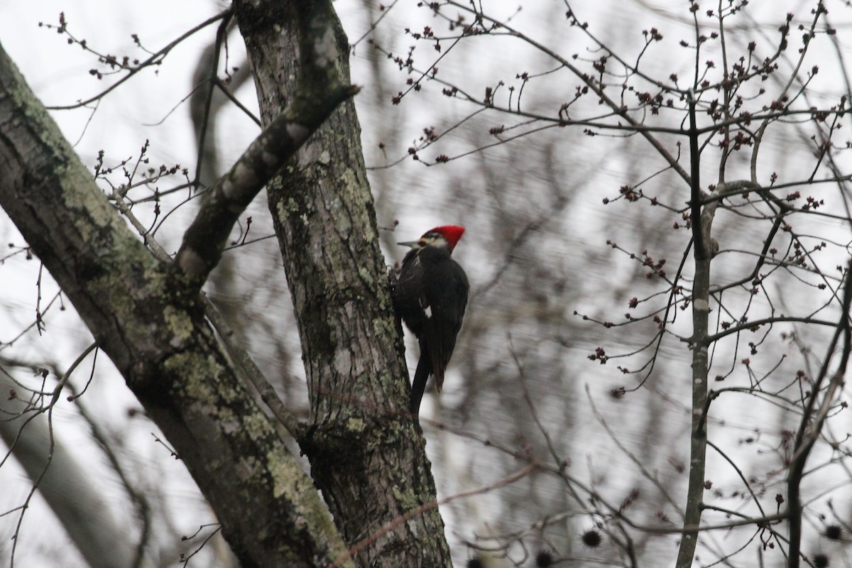 Pileated Woodpecker - ML306770871
