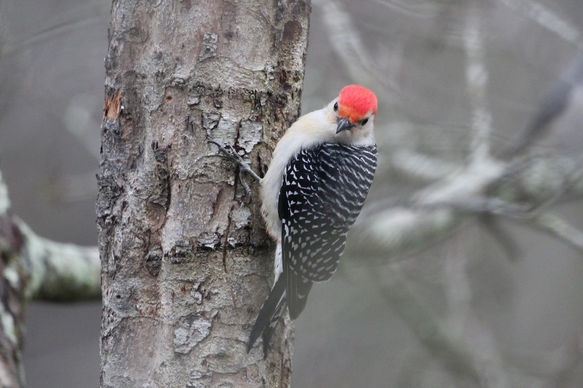 Red-bellied Woodpecker - ML306771171