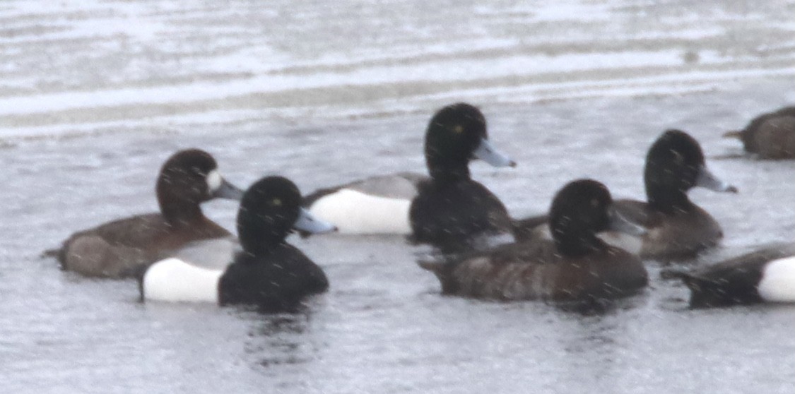 Lesser Scaup - john tuach