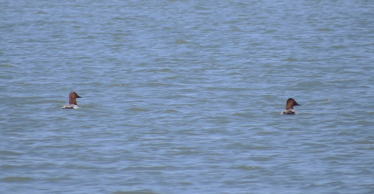 Canvasback - ML30677661