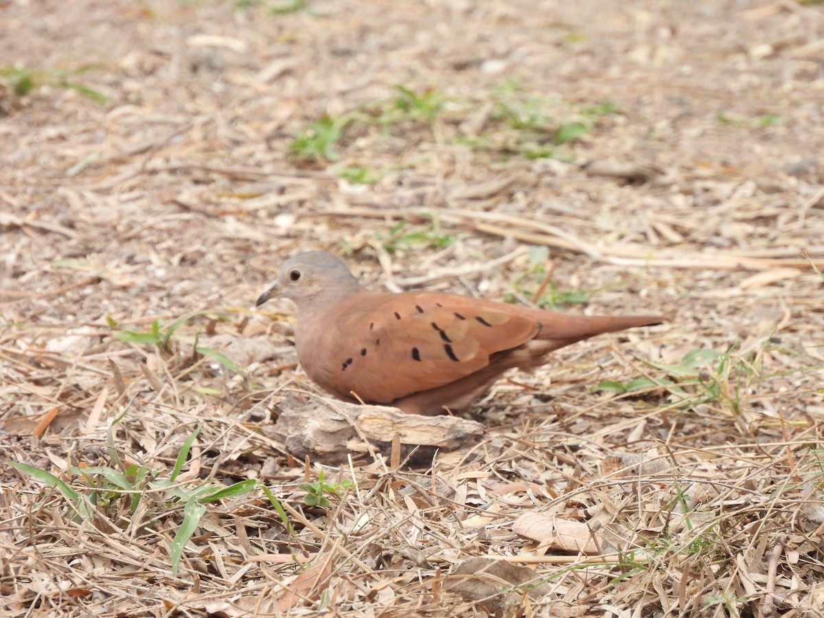 Ruddy Ground Dove - ML306777091