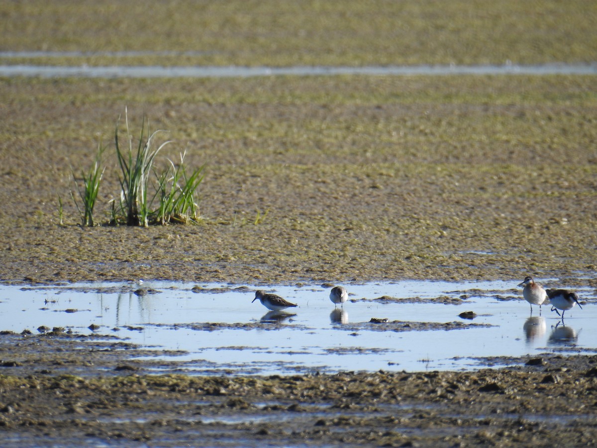 Least Sandpiper - ML30678101