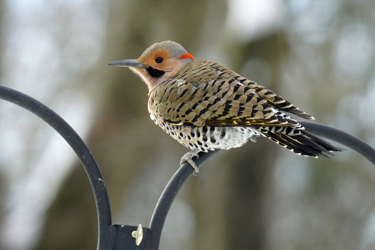 Northern Flicker - ML306781591