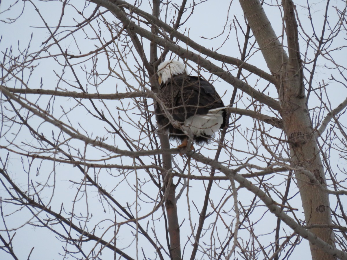 Bald Eagle - Jenny Newton