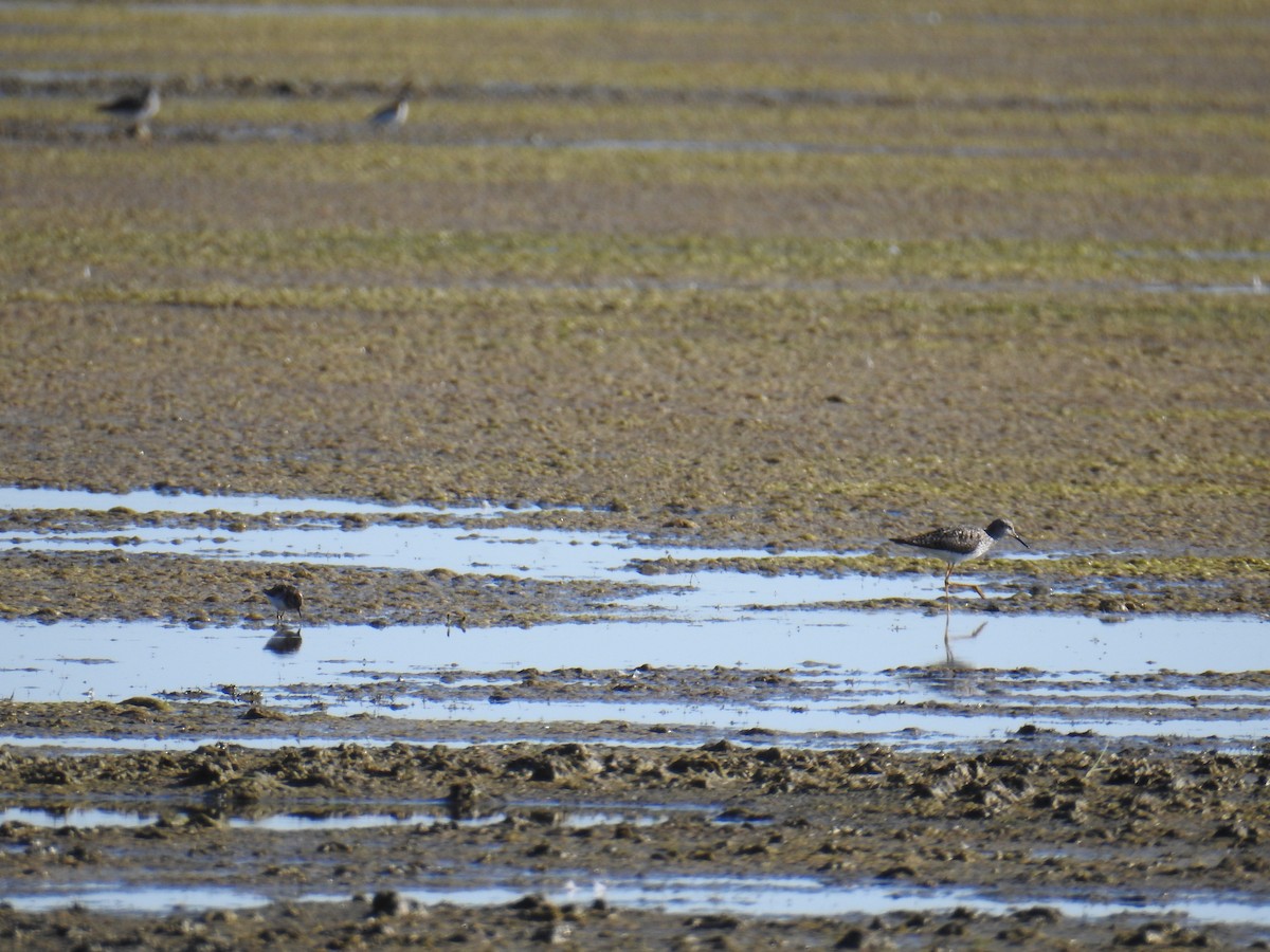 Least Sandpiper - ML30678211