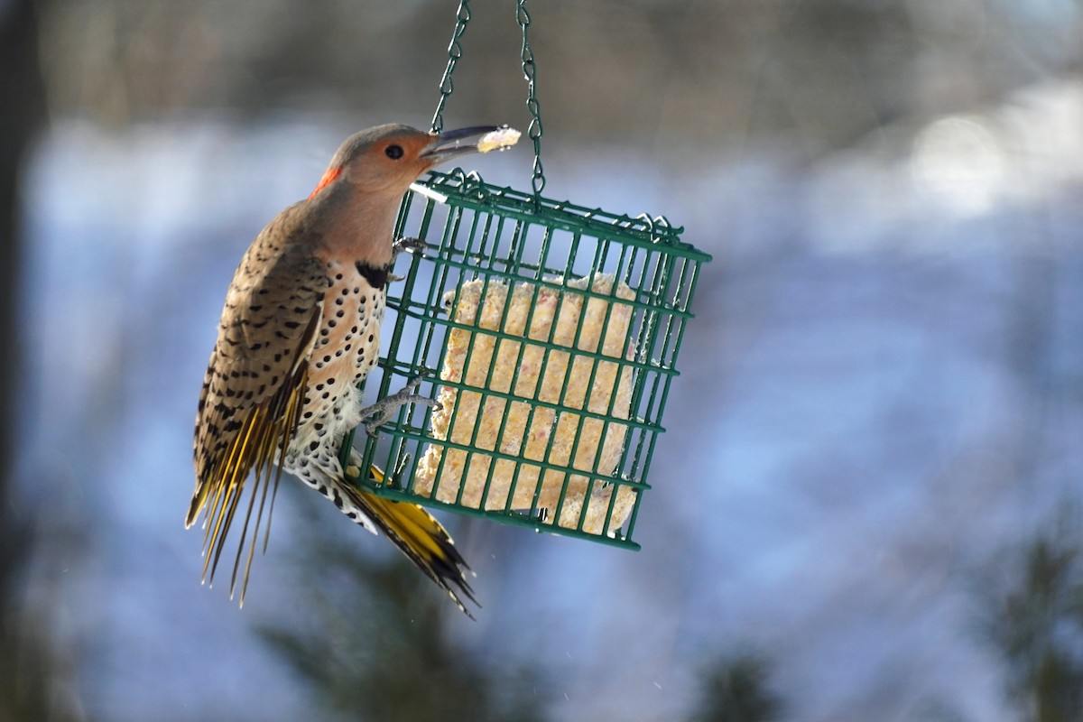 Northern Flicker - ML306782321