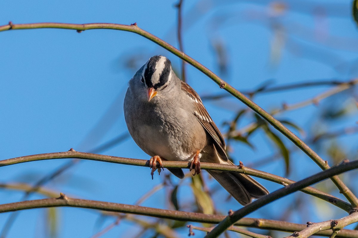 White-crowned Sparrow - Ron Ludekens