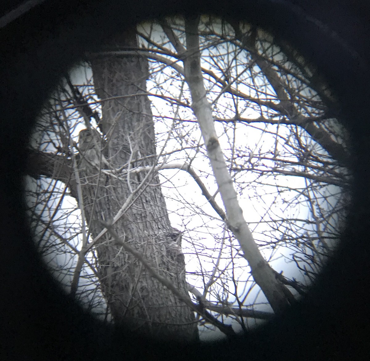 Barred Owl - ML306782961