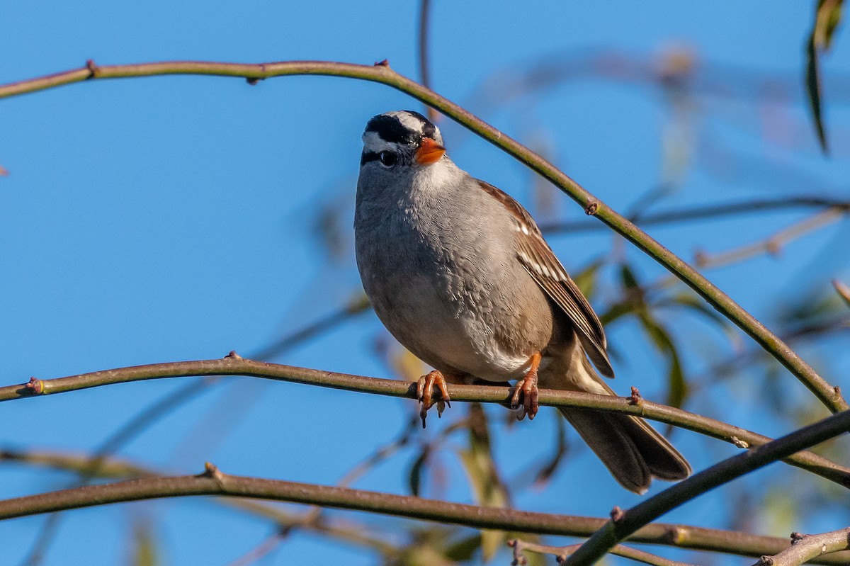 White-crowned Sparrow - Ron Ludekens