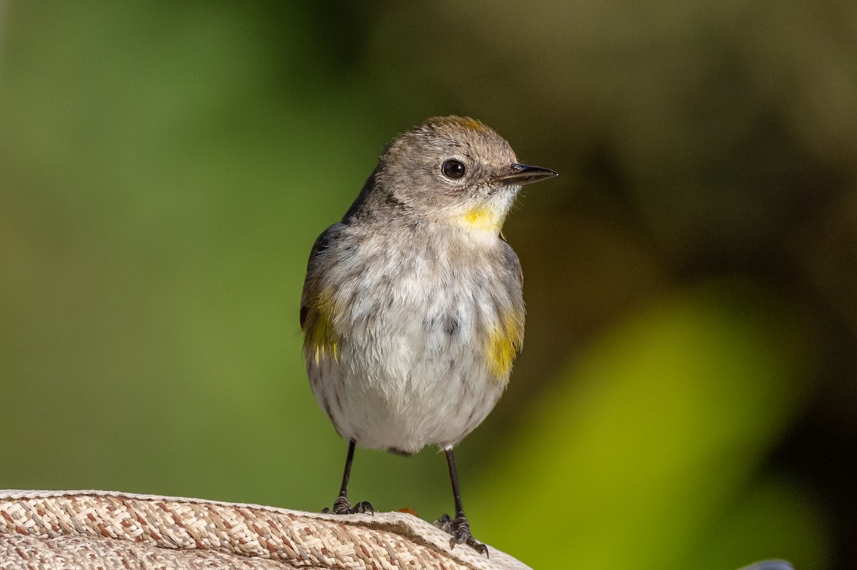 Yellow-rumped Warbler - Ron Ludekens