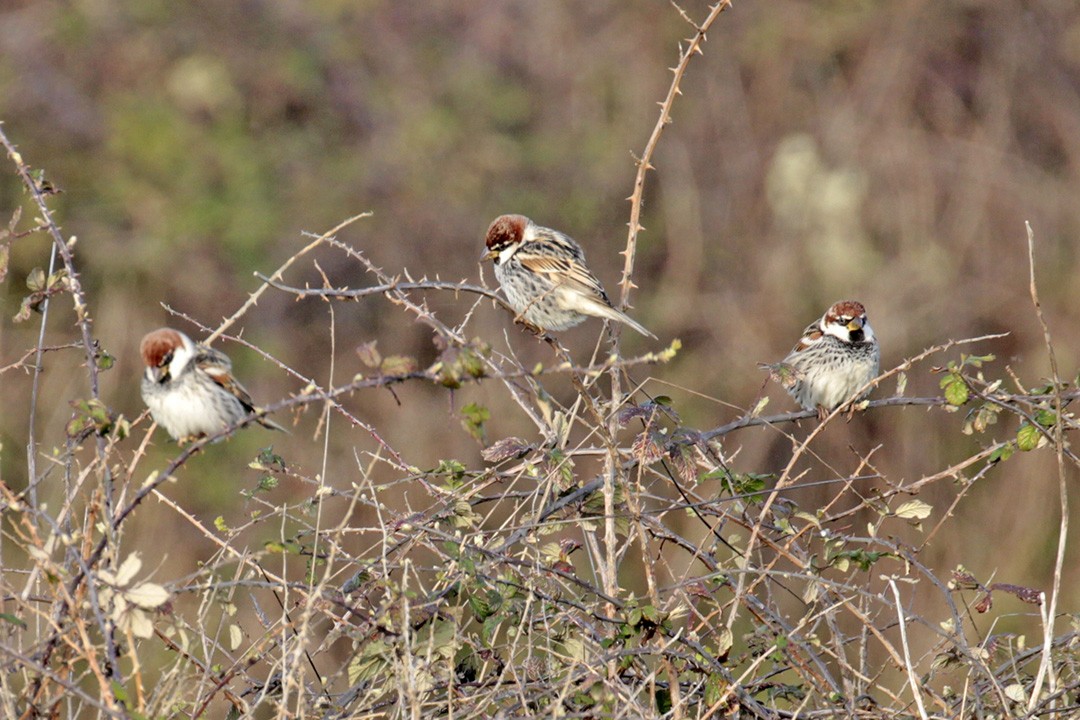 Spanish Sparrow - Francisco Barroqueiro