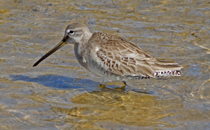 Long-billed Dowitcher - Kris Petersen