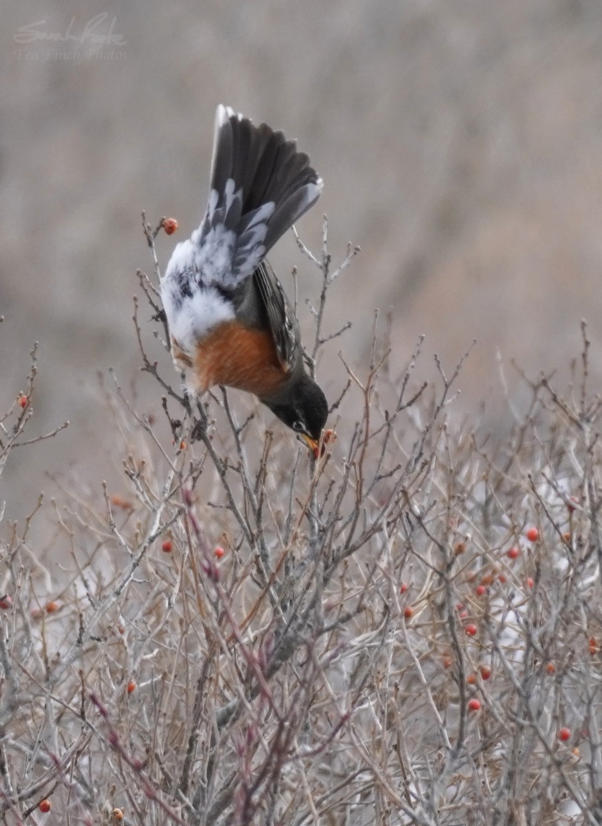 American Robin - ML306786641