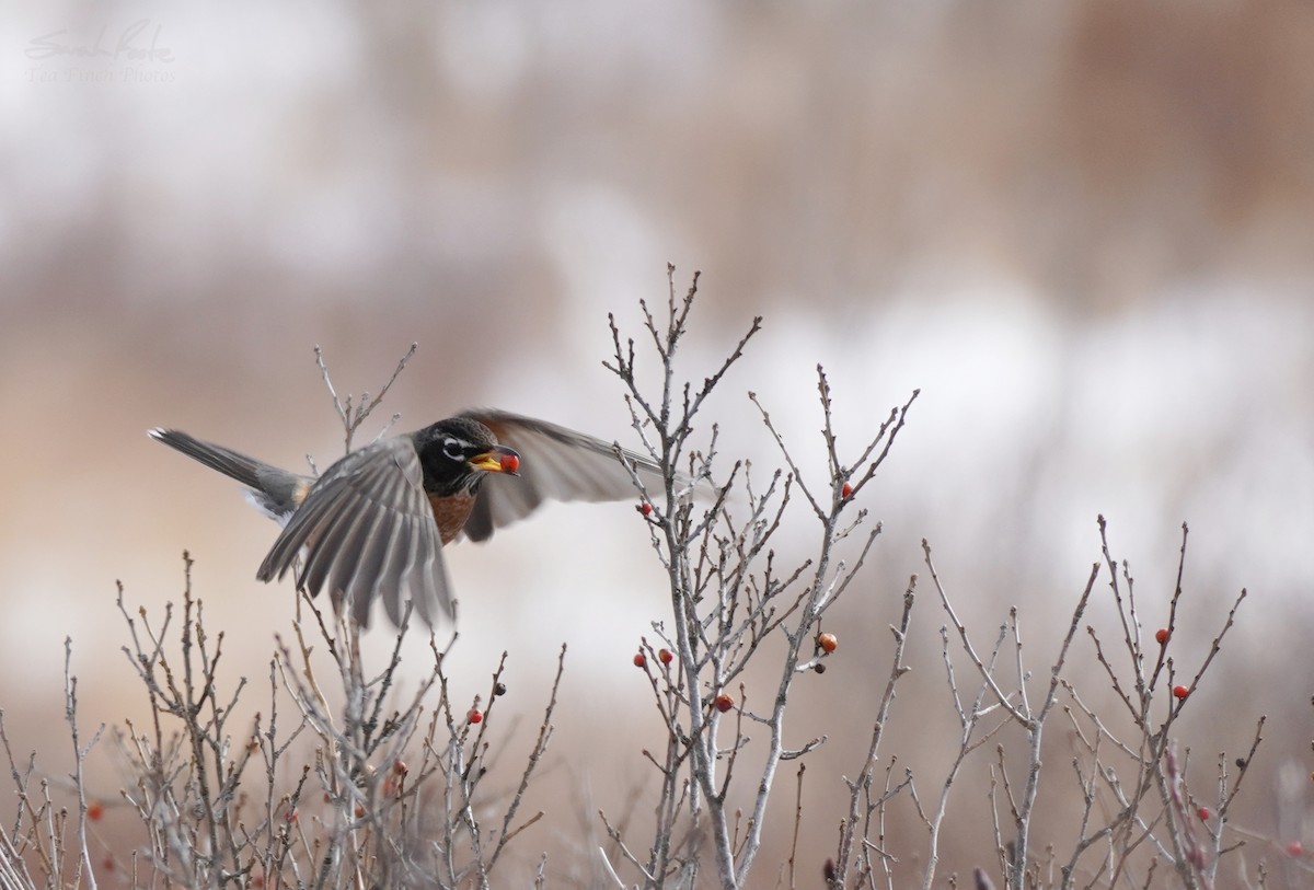 American Robin - ML306786811