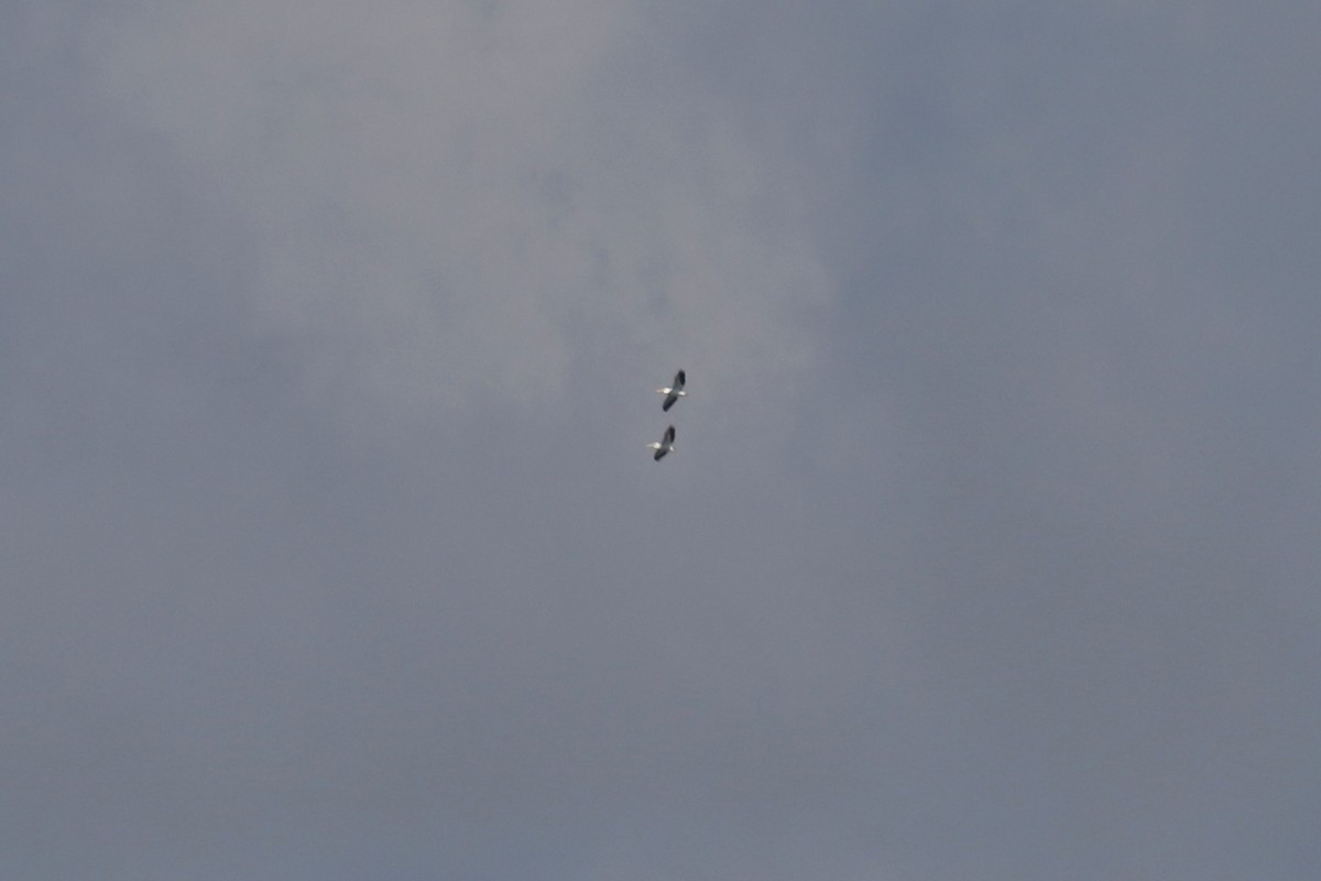 American White Pelican - ML306788951