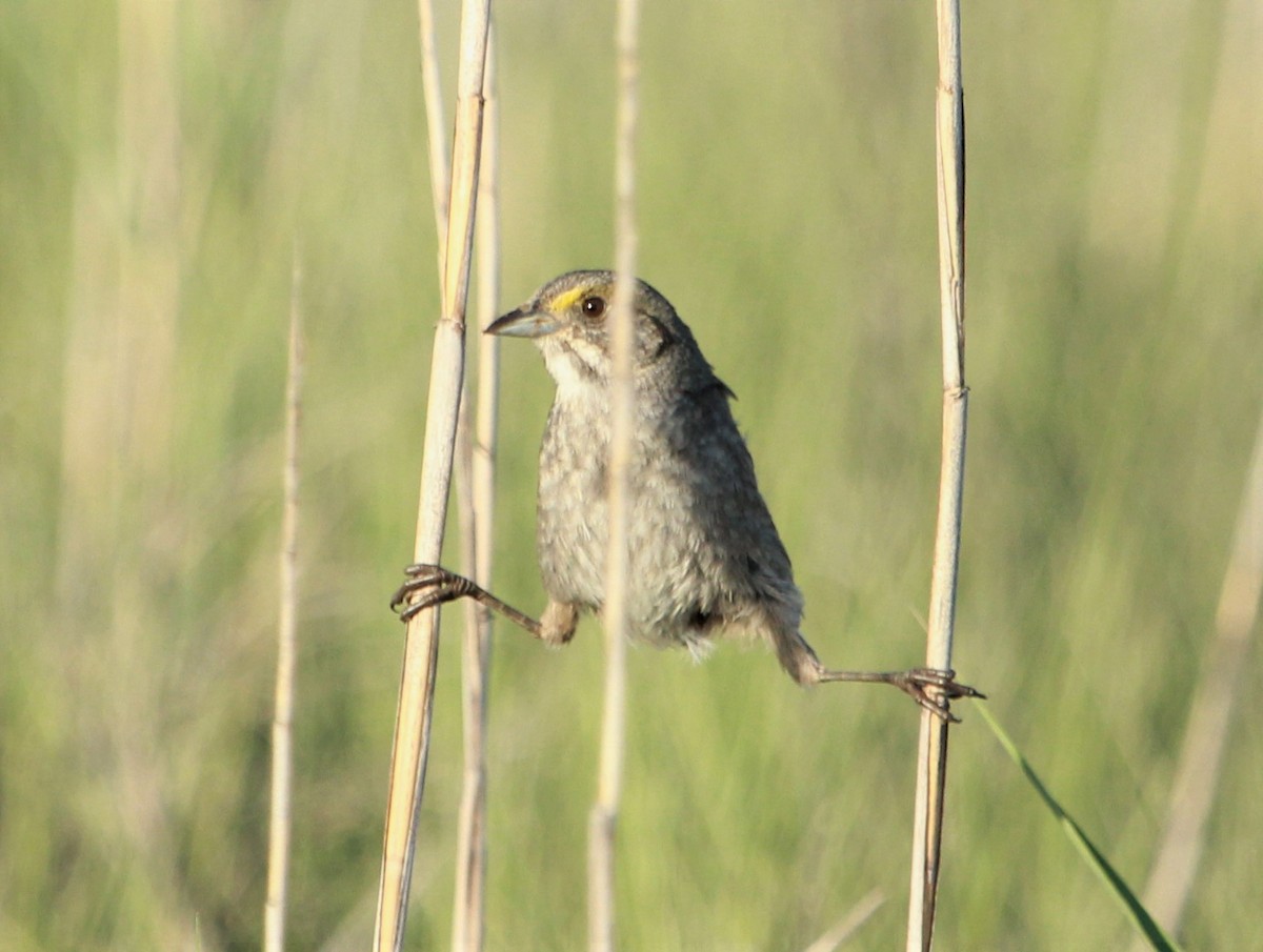 Seaside Sparrow - ML30678941