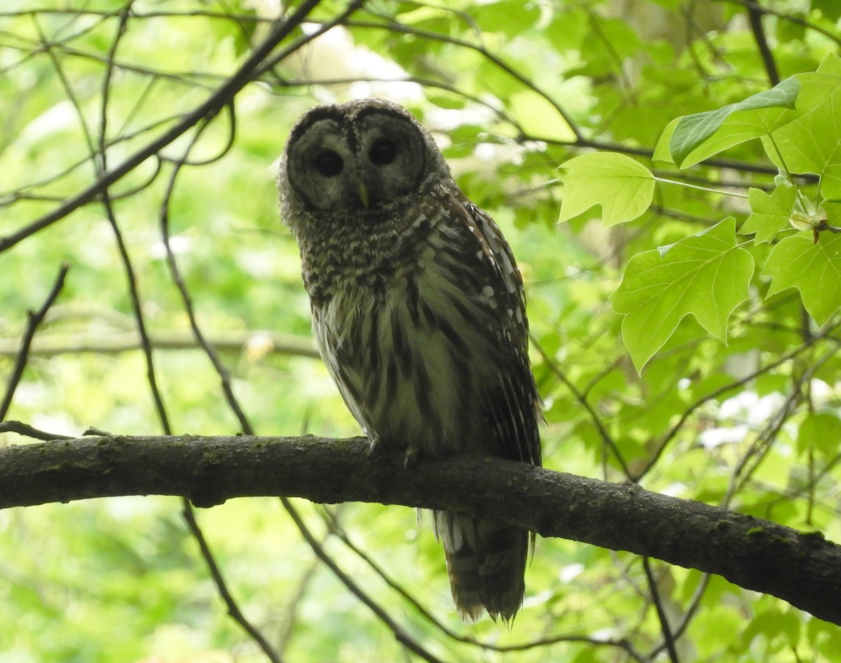 Barred Owl - ML306789461