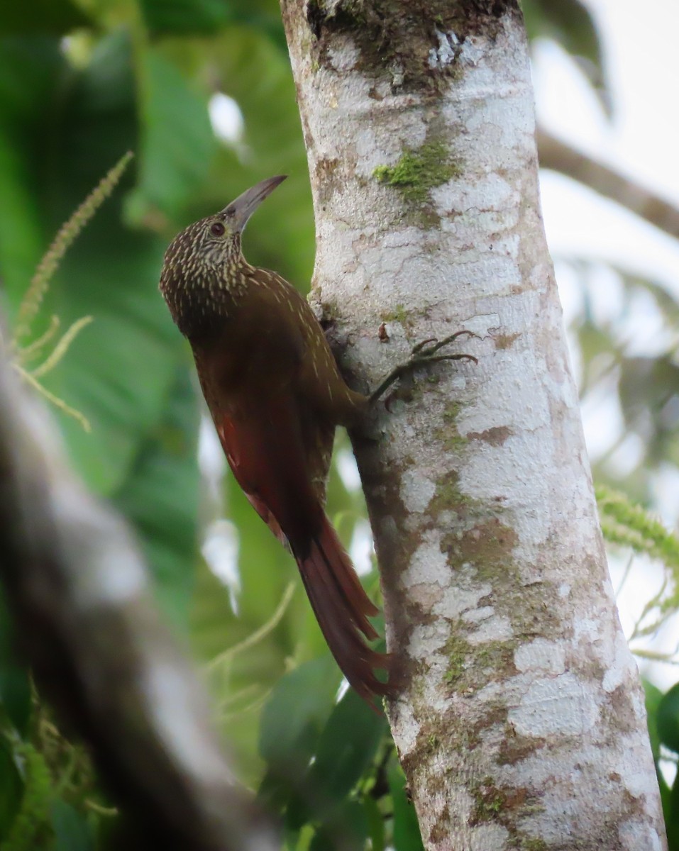 Strong-billed Woodcreeper - ML306789631