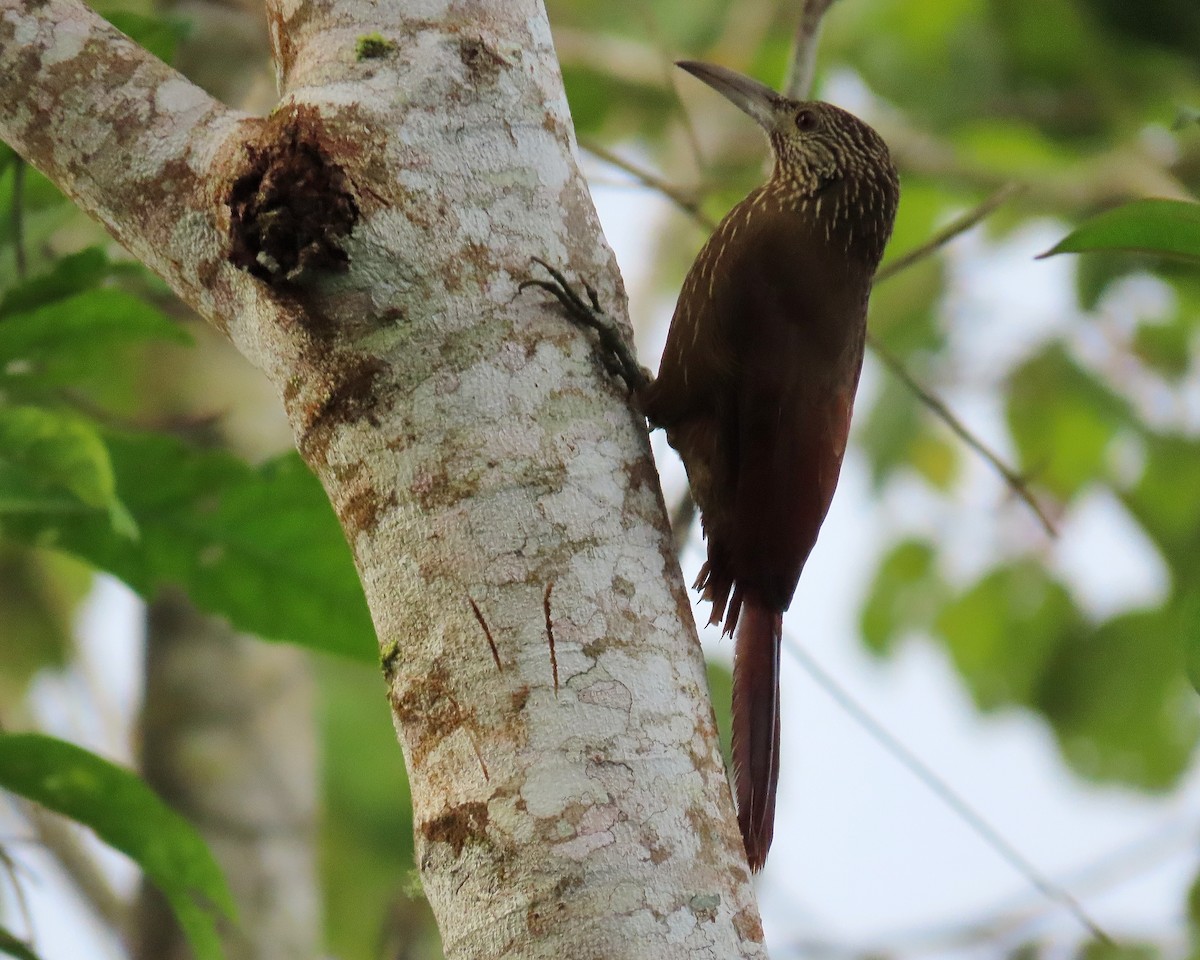 Strong-billed Woodcreeper - ML306789681