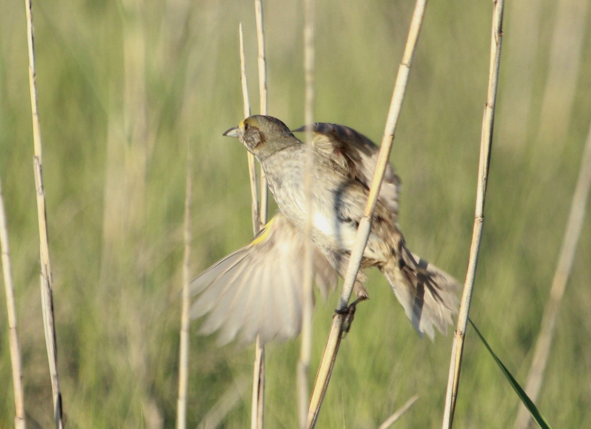 Seaside Sparrow - ML30679151