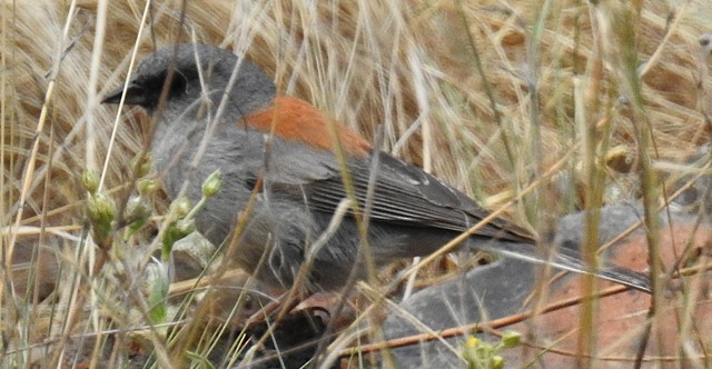 strnadec zimní (ssp. dorsalis) - ML30679241