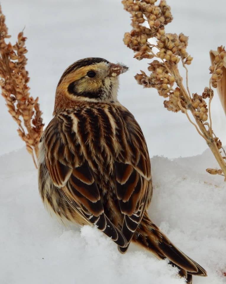 Lapland Longspur - ML306793661