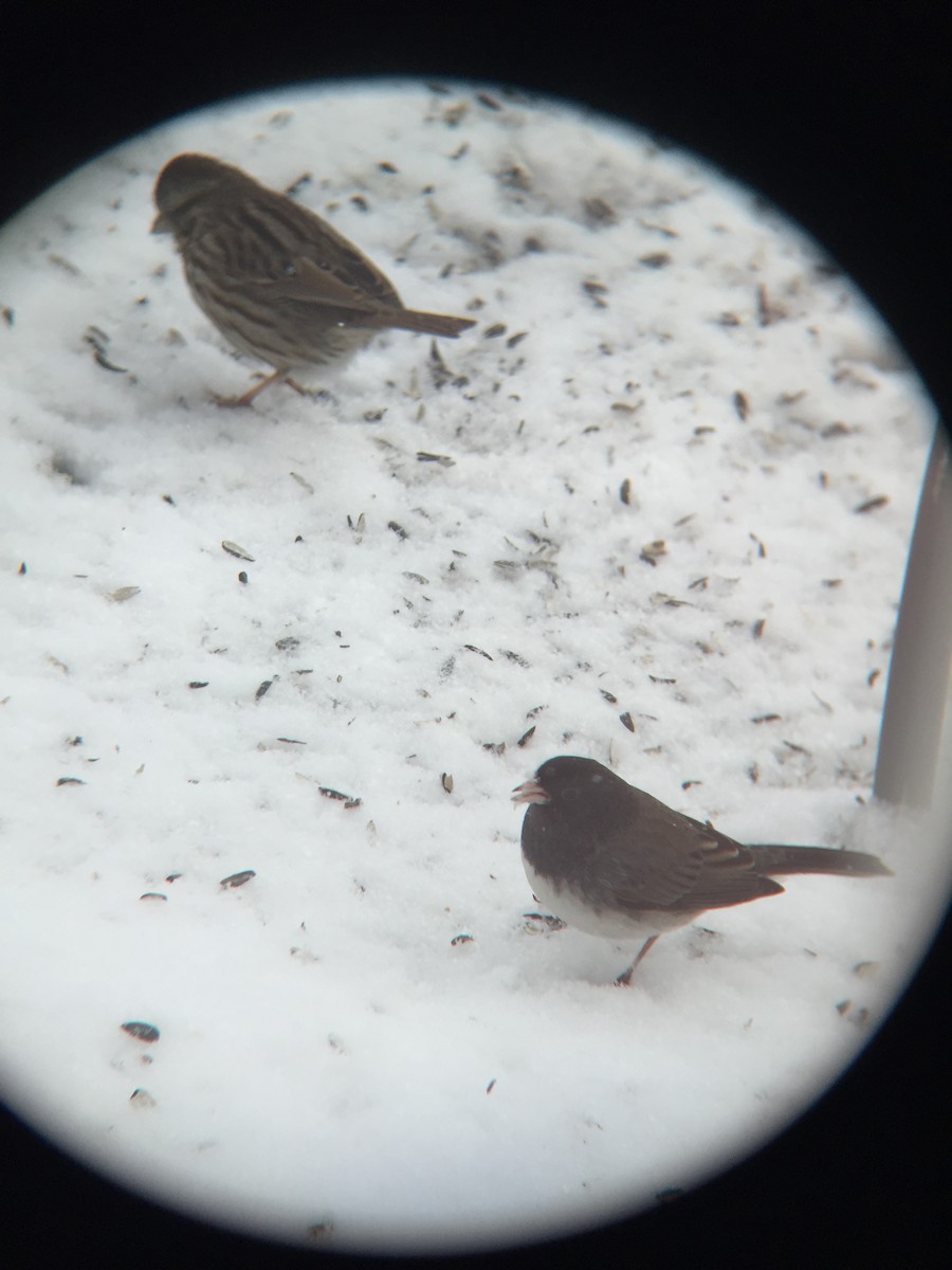 Dark-eyed Junco (cismontanus) - ML306797811