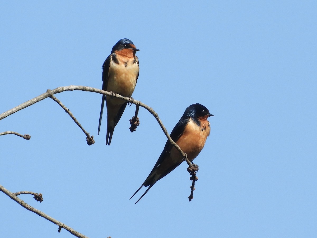 Barn Swallow - ML306801241