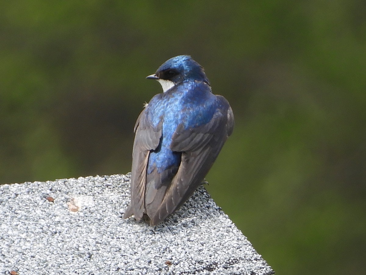 Tree Swallow - ML306801381